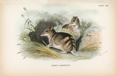 Bandicut de Gunn de English School