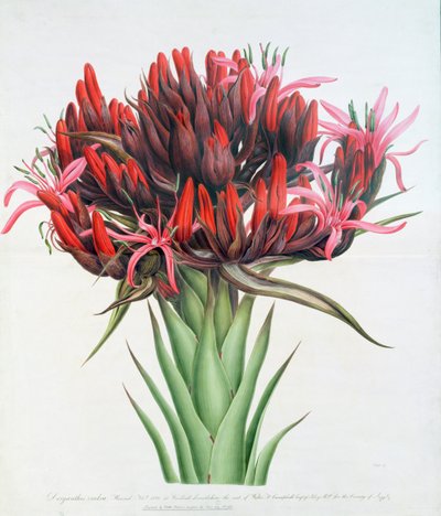 Lirio de Gymea, 1826 de English School