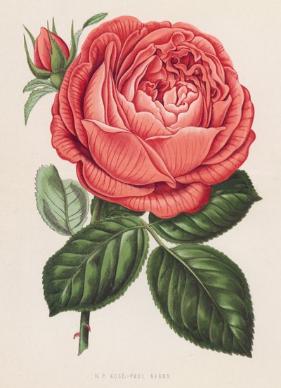 HP Rose, Paul Neron (litografia en color) de English School