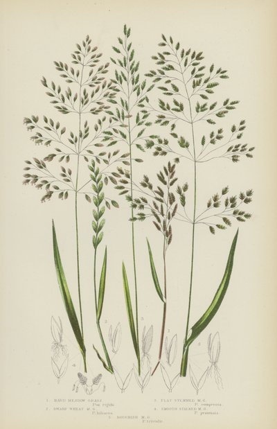 Hierba de pradera dura, hierba de pradera de trigo enano, hierba de pradera de tallo plano, hierba de pradera de tallo liso... de English School