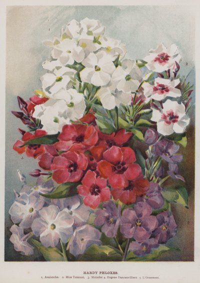 Flores de Phlox resistentes de English School