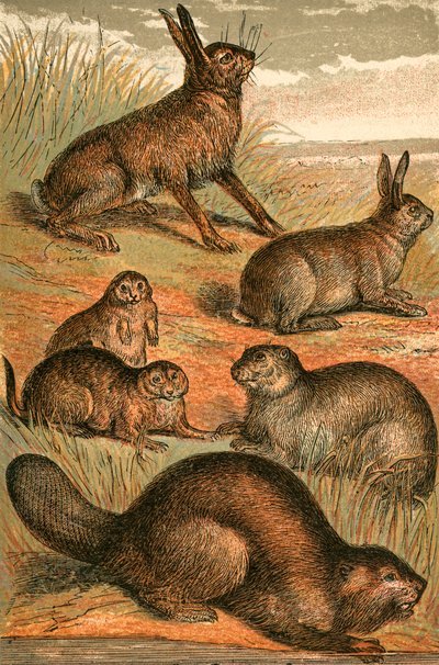 Liebre, perros de la pradera, conejo, marmota y castor de English School