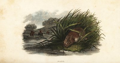 Liebre escondiéndose de los cazadores en un grupo de juncos en una isla en un estanque de English School