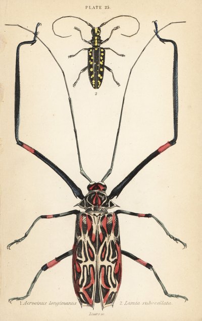 Escarabajo arlequín, Acrocinus longimanus 1, y escarabajo de cuerno largo de cara plana, Taeniotes subocellatus 2 de English School