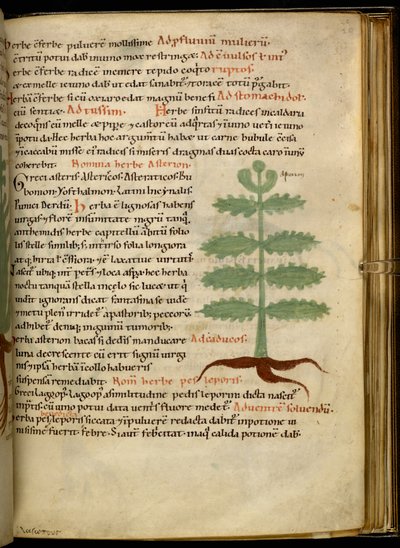 Harley 4986 fol.20 La Hierba Asterion (vitela) de English School