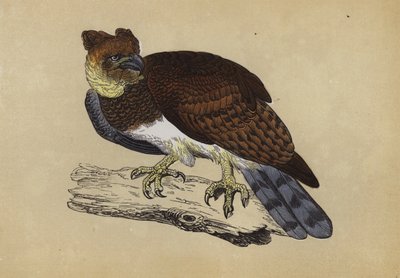 Águila Harpía de English School
