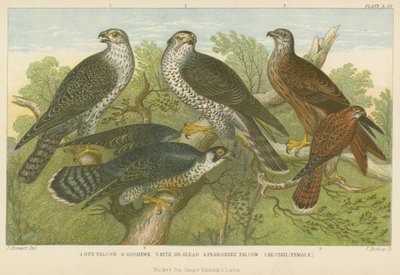 Halcones y gavilanes de English School