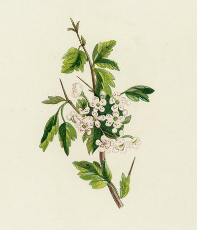 Espino, Crataegus Oxyacantha de English School