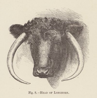 Cabeza de Longhorn (grabado) de English School