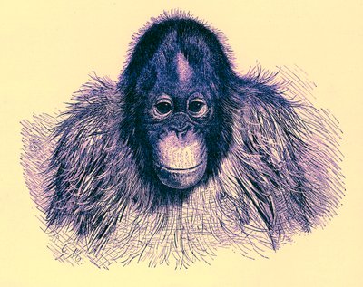 Cabeza de orangután, ilustración de The Royal Natural History, publicado en 1896 de English School