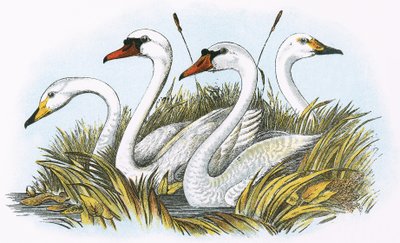 Cabezas de especies de cisnes británicos de English School