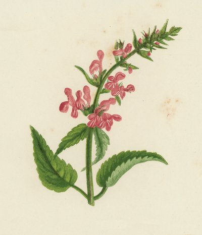 Hierba de los setos, Stachys Sylvatica (litografía en color) de English School