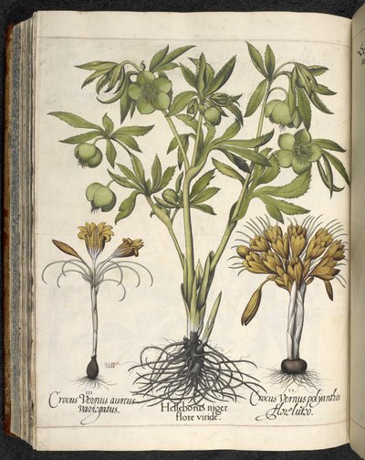Helleborus Niger (eléboro negro) de 