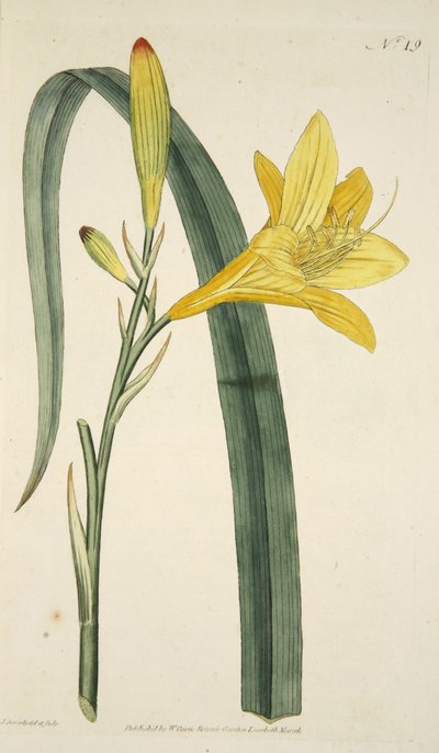Hemerocallis Flava (Lirio Amarillo), de The Botanical Magazine or Flower Garden Displayed, pub. 1796 de English School