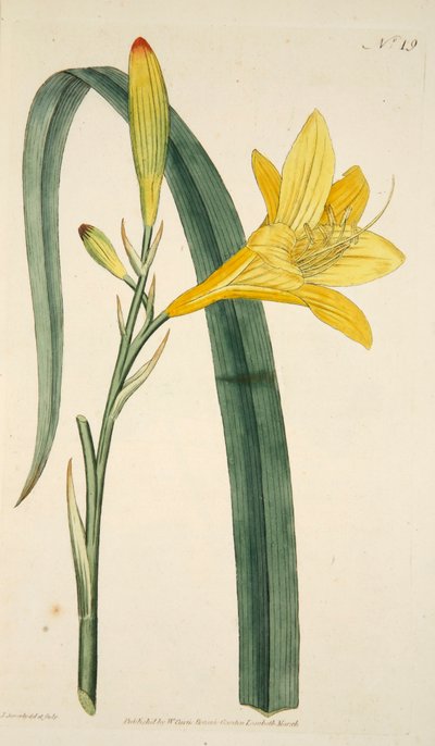 Hemerocallis Flava Lirio Amarillo, pub. 1796 grabado coloreado a mano de English School