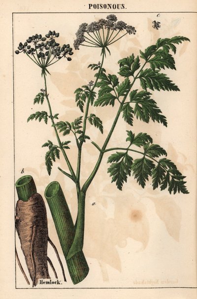 Cicuta o Conium maculatum   , de "The Instructive Picturebook, or Lessons from the Vegetable World", [Charlotte Mary Yonge], Edimburgo de English School