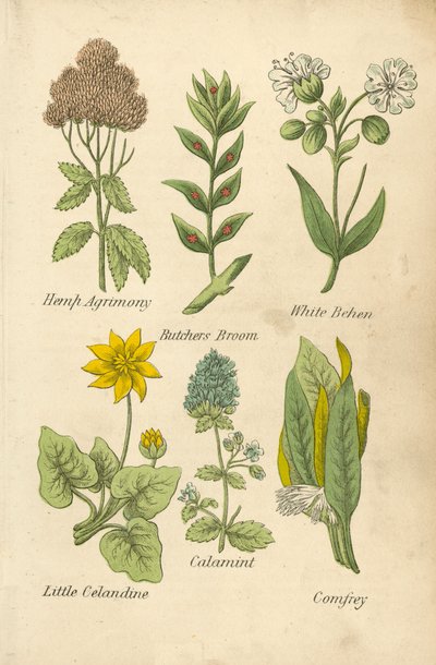 Agrimonia del cáñamo, retama de los carniceros, behen blanco, celidonia pequeña, calamint, consuelda (litografía en color) de English School