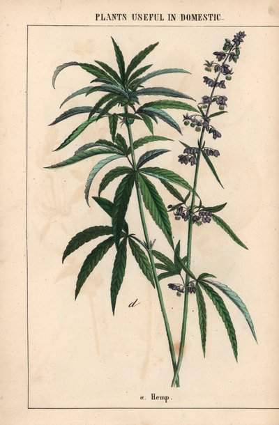 Cáñamo con flores azules  , de "The Instructive Picturebook, or Lessons from the Vegetable World", [Charlotte Mary Yonge], Edimburgo de English School