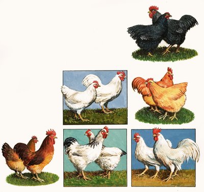 Gallinas de English School