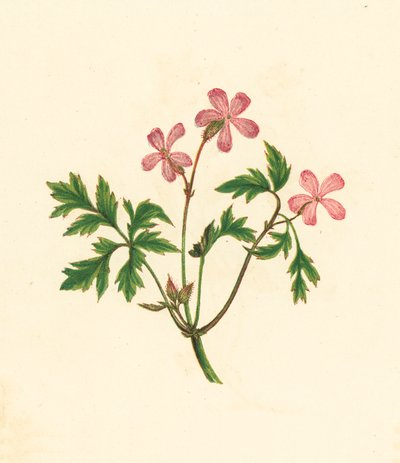 Herb Robert, or Poor Robin, Geranium Robertianum (litografía en color) de English School