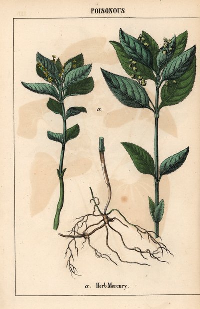 Mercurio de hierbas   , de "The Instructive Picturebook, or Lessons from the Vegetable World", [Charlotte Mary Yonge], Edimburgo de English School