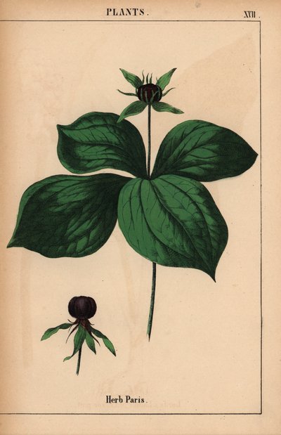 hierba parís   , de "The Instructive Picturebook, or Lessons from the Vegetable World", [Charlotte Mary Yonge], Edimburgo de English School