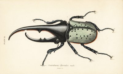 Escarabajo Hércules, macho, Dynastes hercules, Scarabaeus hercules de English School
