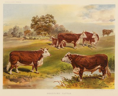 Ganado Hereford (litografía en color) de English School