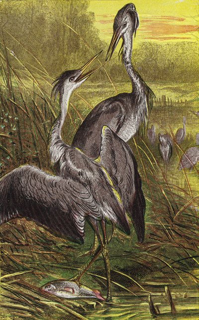 Garzas de English School