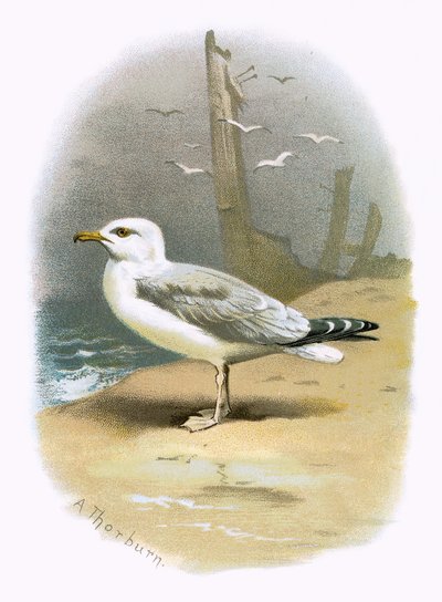 Gaviota argéntea de English School
