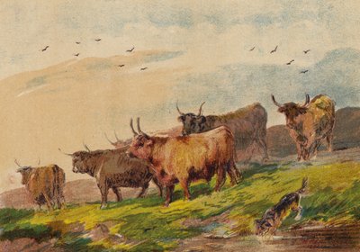 Ganado de las tierras altas de English School