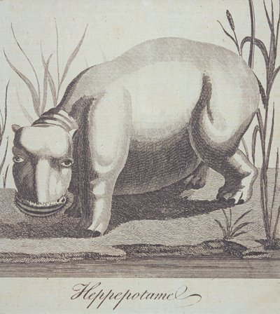 Hipopótamo, de The Gentlemans Magazine, publicado en diciembre de 1772 de English School