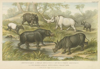 Hipopótamo, rinoceronte y tapir de English School