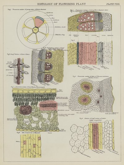 Histología de planta con flores de English School