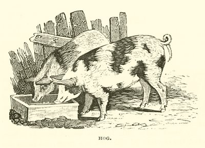 Cerdo (grabado) de English School