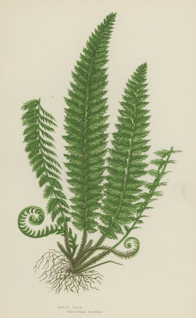 Holly Fern (litografía en color) de English School