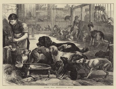 Hogar para perros desamparados de English School