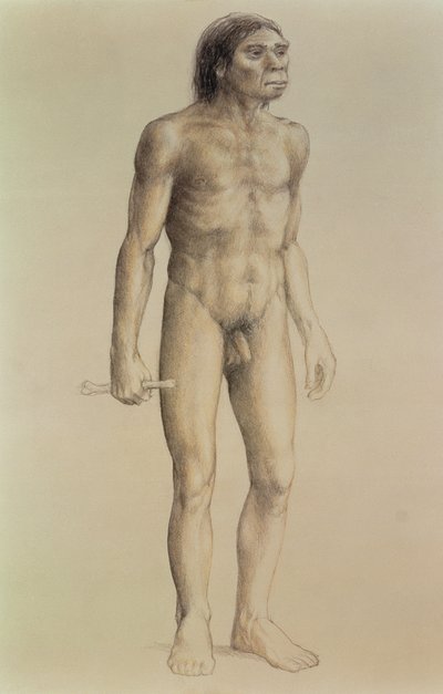 Homo erectus de English School