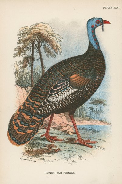Pavo de Honduras de English School
