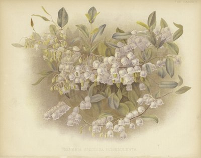 Copas de miel, zenobia o zenobia polvorienta de English School