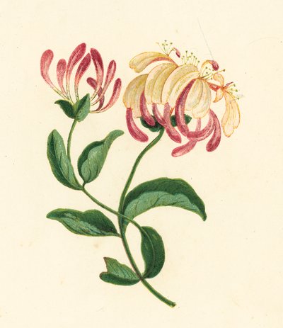 Madreselva, Lonicera Periclymenum (litografía en color) de English School
