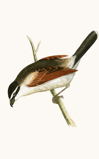 Alcaudón encapuchado, ilustración de 