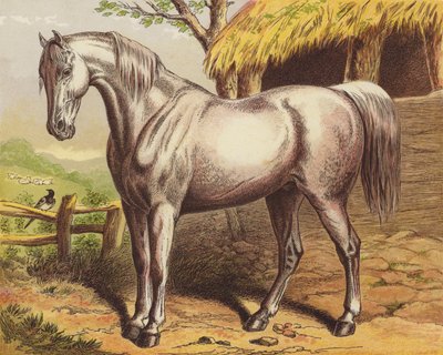 Caballo de English School