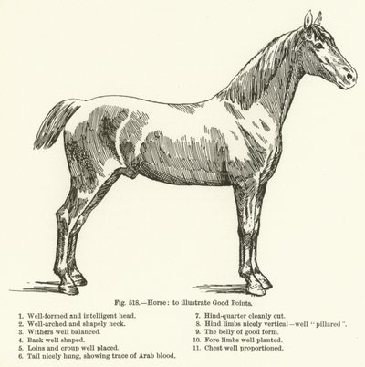 Caballo, para ilustrar Buenos Puntos de English School