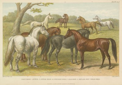 Caballos y ponis de English School