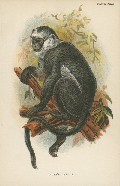 El langur de Hose de English School