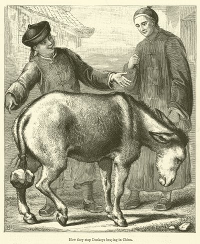 Cómo impiden rebuznar a los burros en China (grabado) de English School