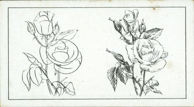 Cómo dibujar: Estudio de una rosa (litografía) de English School