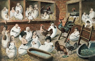 Bebés humanos naciendo de huevos de gallina de English School