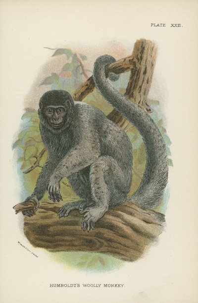 El mono lanudo de Humboldt de English School